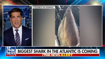 Jesse Watters: This is one big fish!