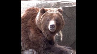 Milwaukee Zoo’s bear comes out of hibernation - Fox News