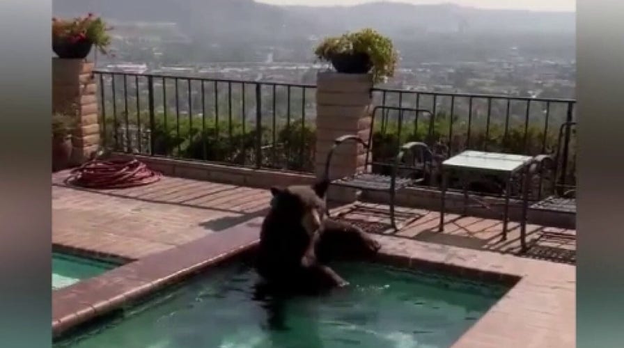 Bear relaxes in Southern California pool during heatwave