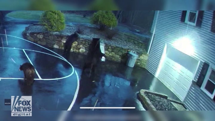 Bears work together to steal trash can from Connecticut home