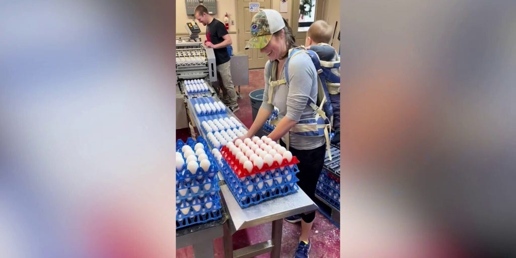 Family turns home into egg farm with 68,000 chickens