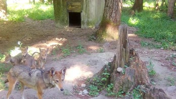 Endangered red wolf puppies spotted playing together