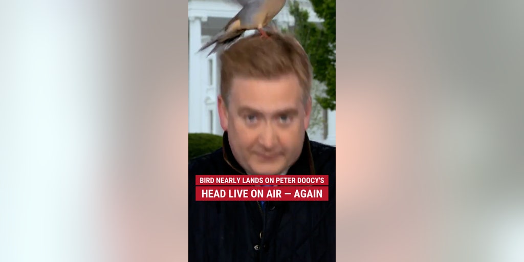 Bird nearly lands on Peter Doocy's head live on air – again