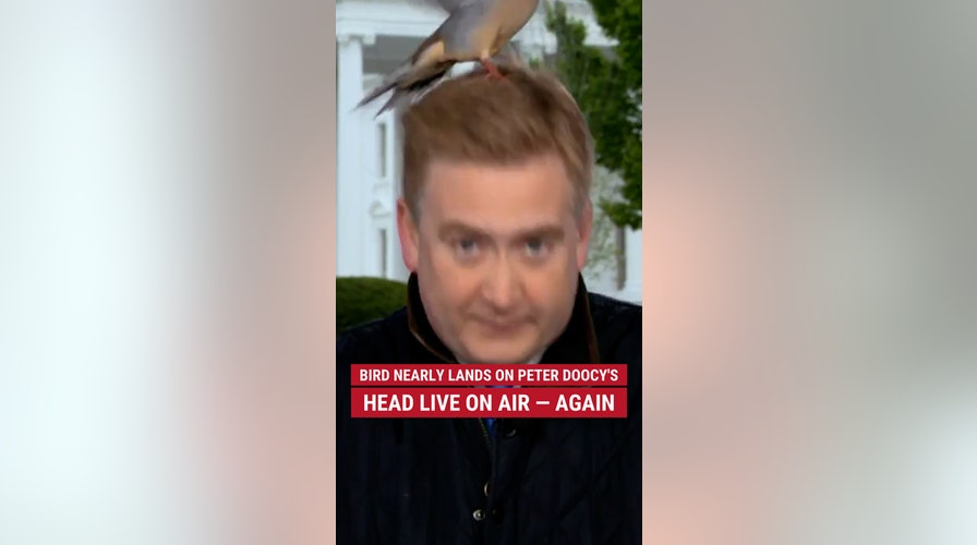Bird nearly lands on Peter Doocy's head live on air – again