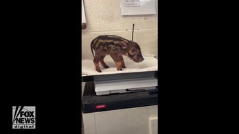 Nashville Zoo welcomes first-ever baby hogs