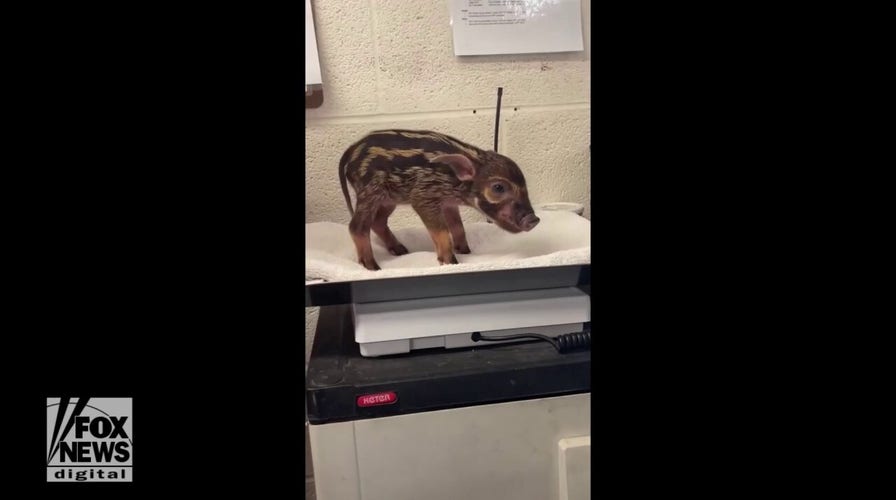 Nashville Zoo welcomes first-ever baby hogs