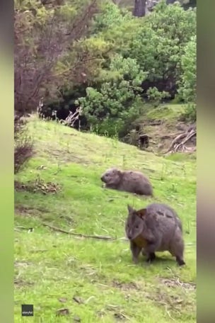 SEE IT: Wombat gets the ZOOMIES