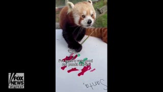 Red panda at California zoo paints 'letters to Santa' before walking around the Christmas display - Fox News