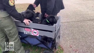 In progress! Capitol Police K9 dogs in training take a break from duty - Fox News
