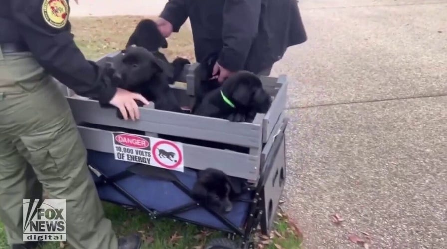 In progress! Capitol Police K9 dogs in training take a break from duty