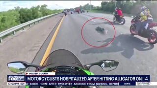 Motorcyclists hit 6-foot alligator on Florida interstate