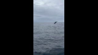 Tourists spot dolphin backflipping in the ocean - Fox News