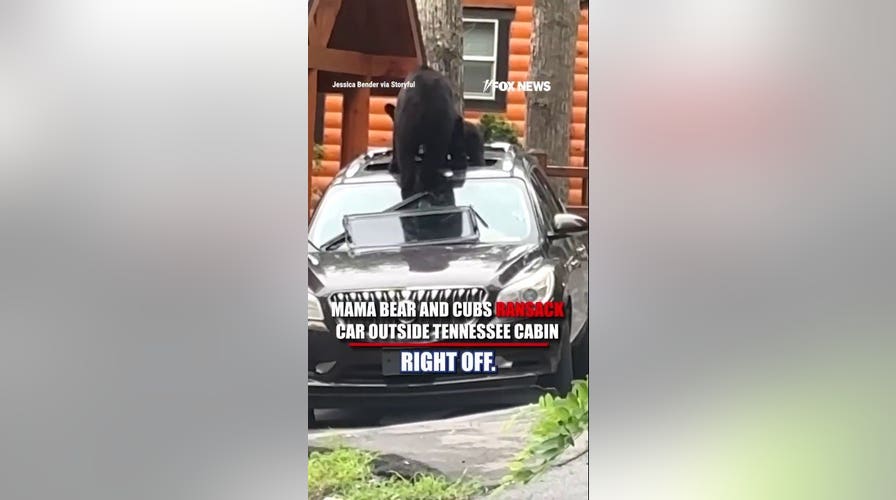 Mama bear and cubs ransack car outside Tennessee