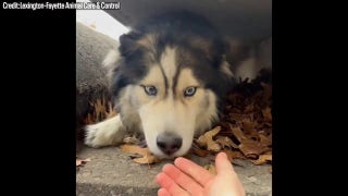 Husky trapped in Kentucky sewer drain rescued by animal control - Fox News