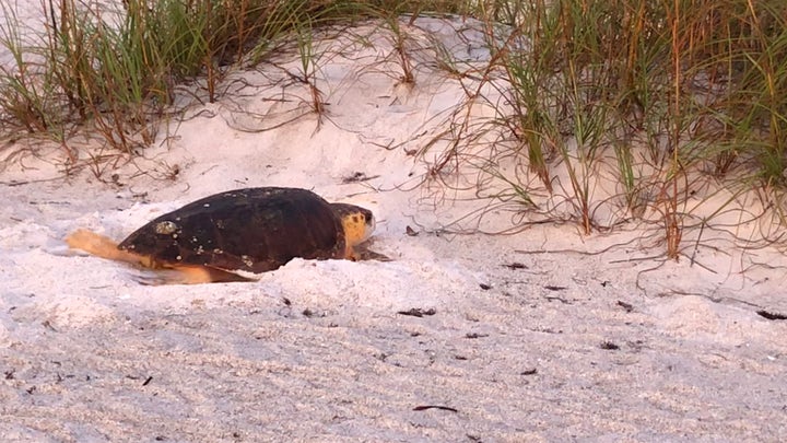 Gulf Coast sea turtles appear to be recovering