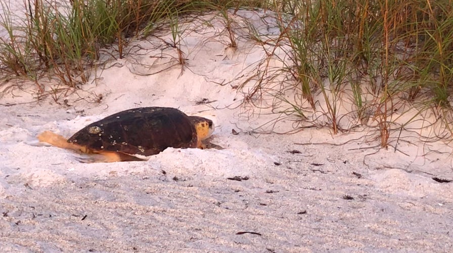 Gulf coast sea turtles appear to be recovering
