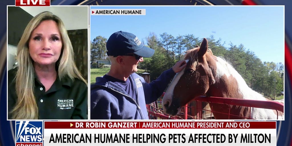 ‘Ray of light’: Nonprofit provides thousands of meals to cats and dogs after deadly hurricanes