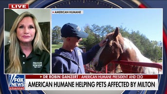 Nonprofit provides thousands of meals to cats and dogs after deadly hurricanes - Fox News