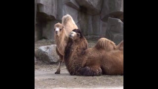 Camels bond at local zoo in sweet moments - Fox News