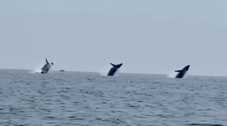 WHALE OF A TALE: Family stunned after capturing rare synchronized whale breach off Cape Cod