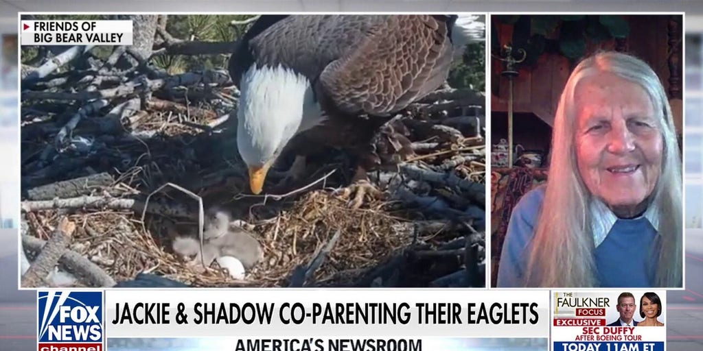 Big Bear bald eagles tend to eaglets after snowstorm