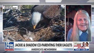 Big Bear bald eagles tend to eaglets after snowstorm - Fox News