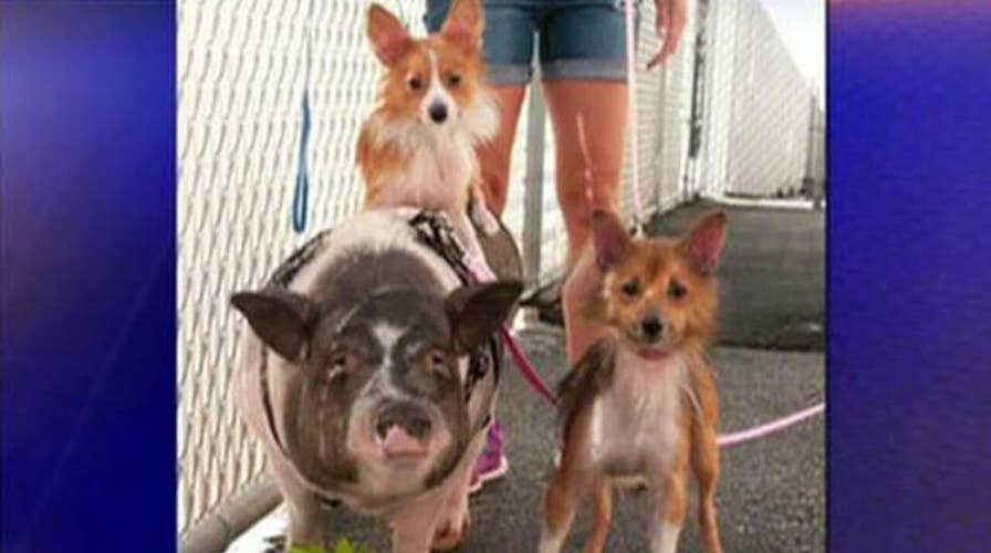 Two dogs and their pig companion found a home together