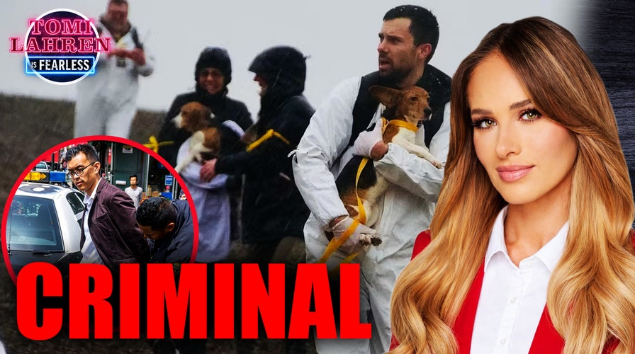 2,000 People Are About to Storm This Beagle Lab in Wisconsin