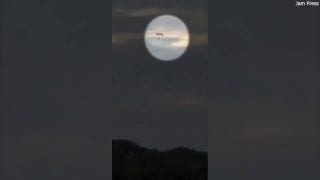 Skydiver plunges to death after both parachutes fail, dramatic video shows - Fox News