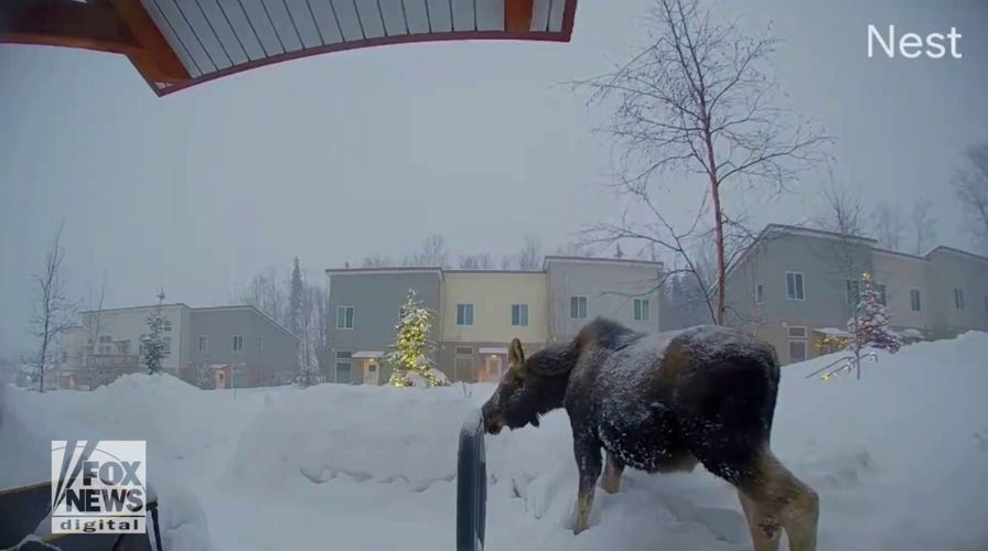 Moose caught on doorbell video wandering through snowy Alaska neighborhood