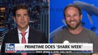 Expert answers whether sharks would make good security guards for Trump’s Alcatraz reboot