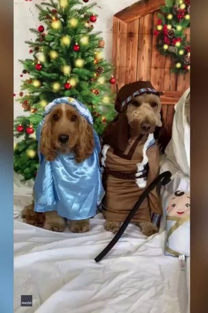 SEE IT: DOGGY Nativity scene