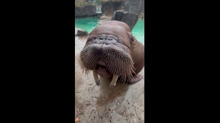 Walruses hum, roar and 'sing' on command during dinner time at local zoo - Fox News