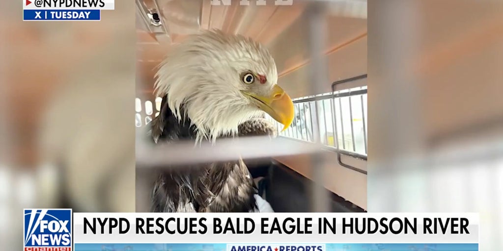NYPD heroes rescue bald eagle from icy Hudson River