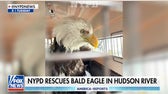 NYPD heroes rescue bald eagle from icy Hudson River