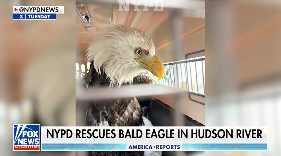 NYPD heroes rescue bald eagle from icy Hudson River