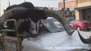 Bull rides in passenger seat of car - Fox News