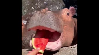 Baby hippo enjoys BIRTHDAY treat