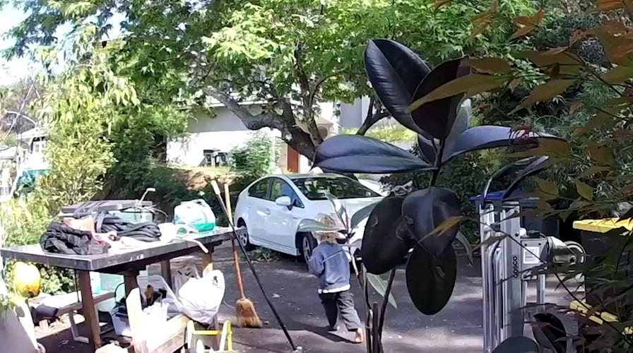 Video captures coyote chasing toddler in California neighborhood