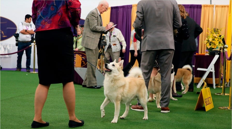 What dog breed has won the most deals best in show