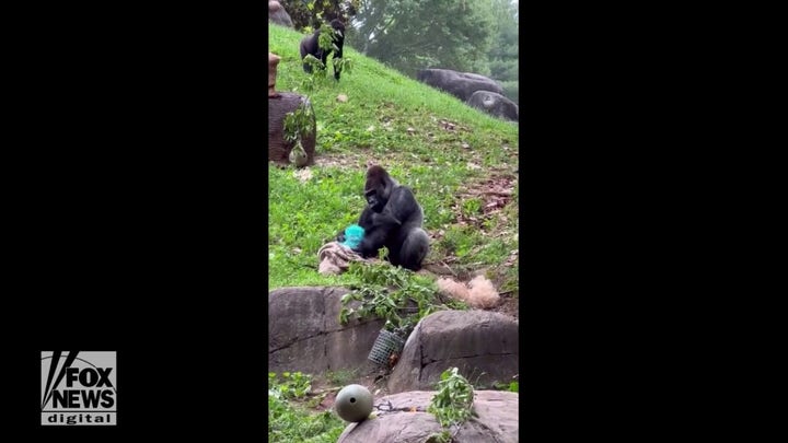 Zoo reveals newborn gorilla gender and name — see the video!