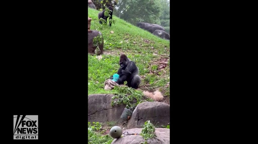 Zoo reveals newborn gorilla gender and name — see the video!