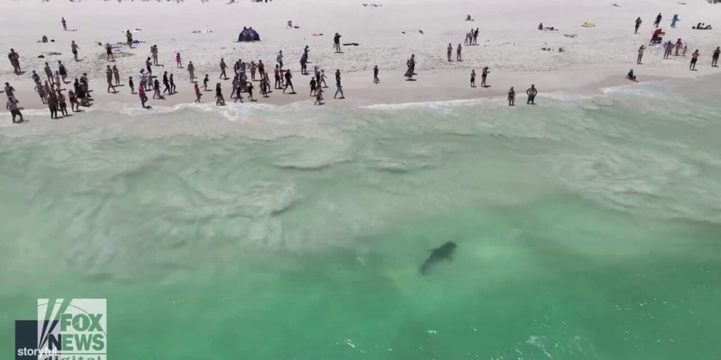 Tiger shark swims dangerously close to beachgoers Fox News Video