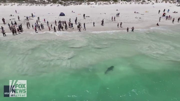 Tiger shark swims dangerously close to beachgoers