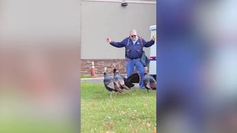 WATCH: Postal worker followed by wild turkeys