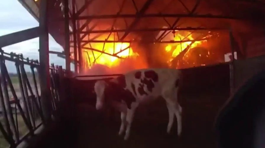 Cows saved from barn fire by police officer: video