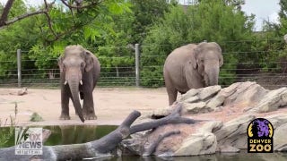 Endangered elephant debuts at local zoo to support species - Fox News
