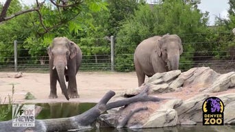 WATCH: Endangered elephant at zoo