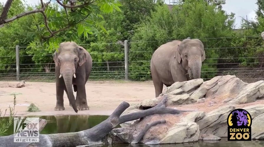 Endangered elephant debuts at local zoo to support species