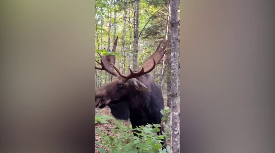 Bull moose charges at man after stare down